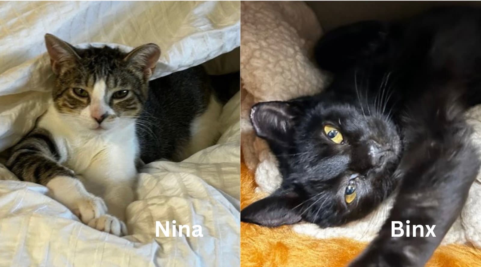 Binx and Nina - bonded teen kittens