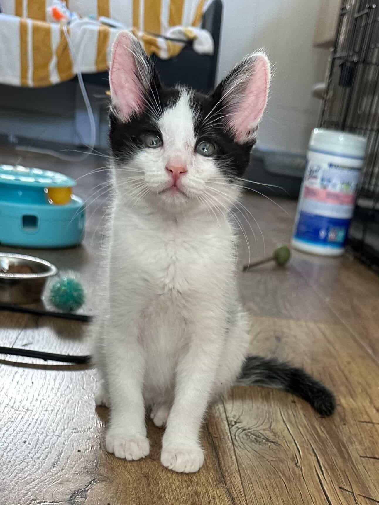 Johnny - male kitten