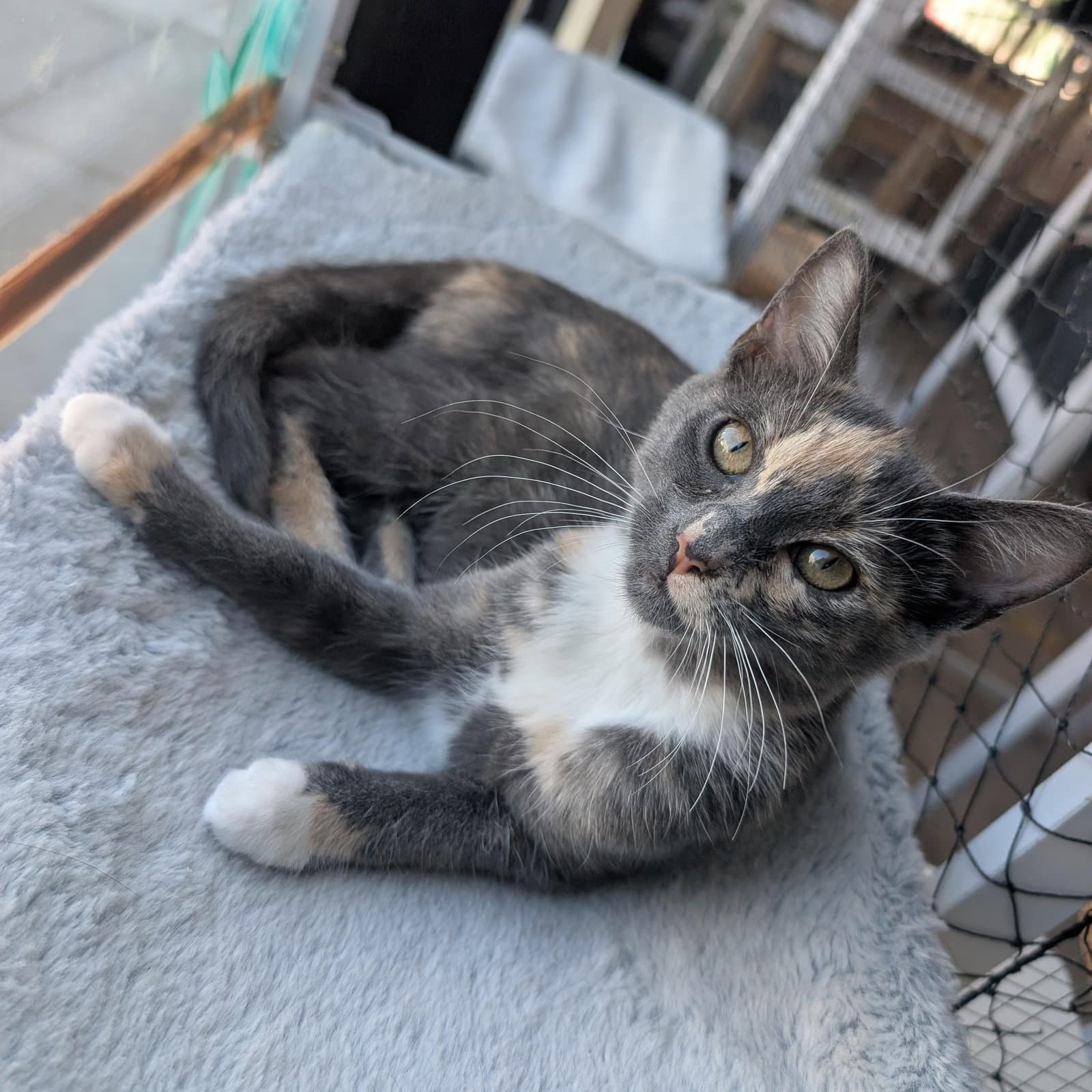 Stardust - female kitten