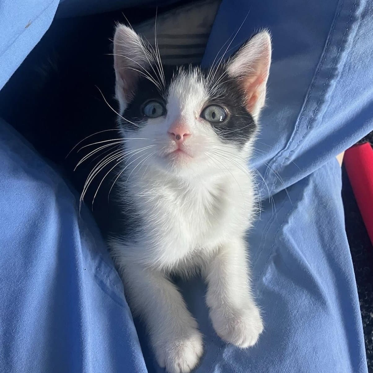 Avril - female kitten