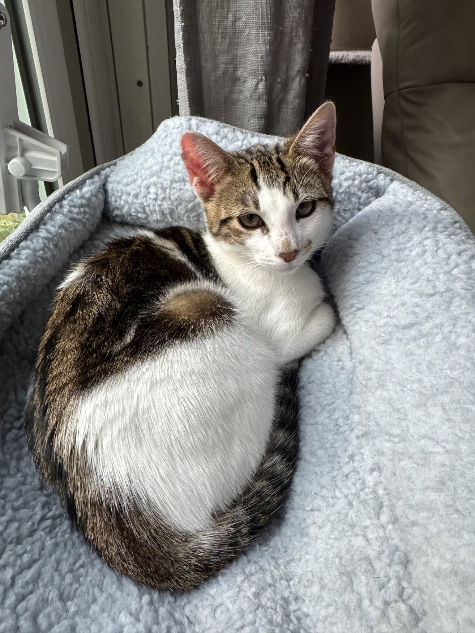 Kaddu - teen kitten