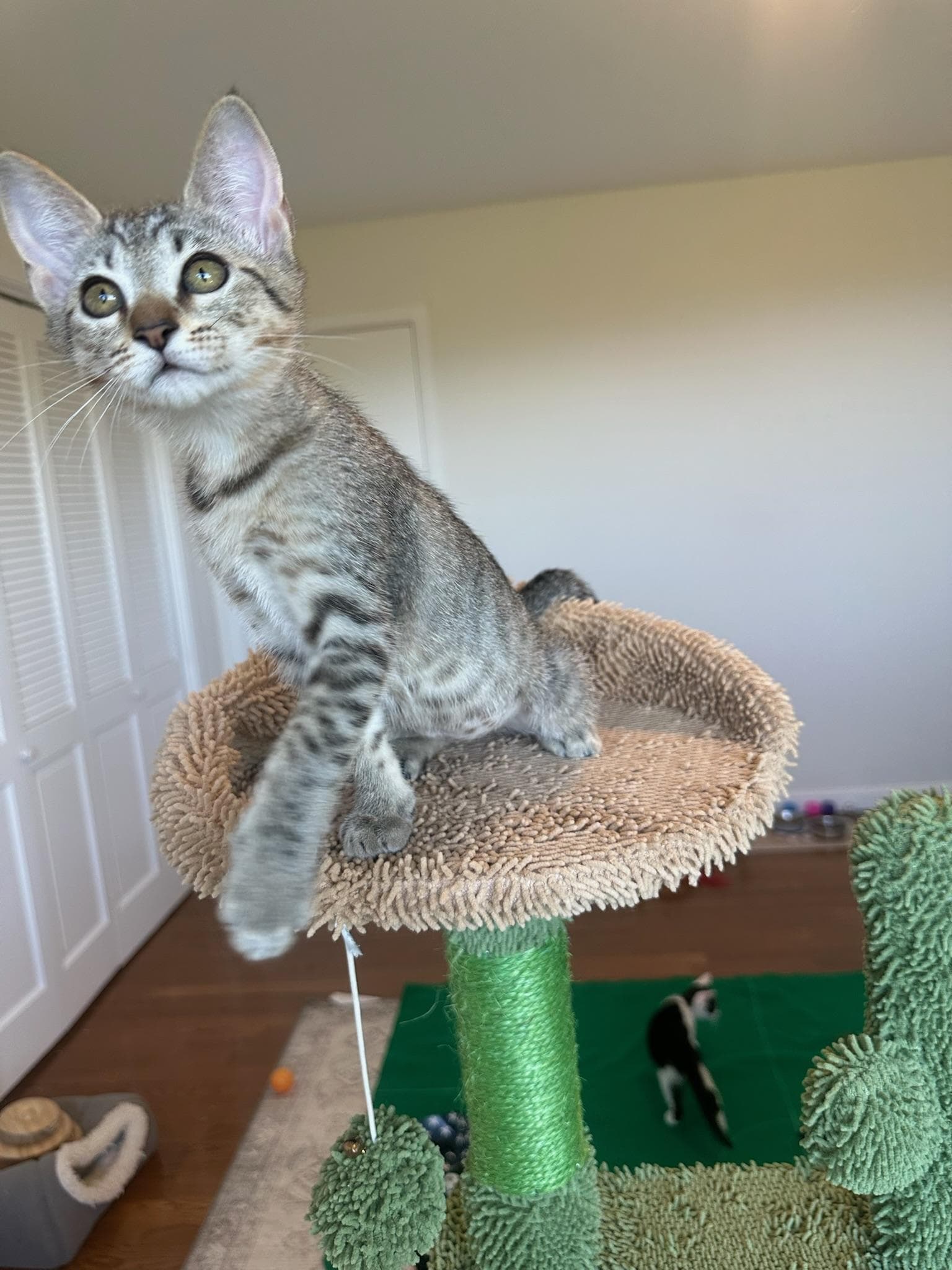 Bianca - female kitten
