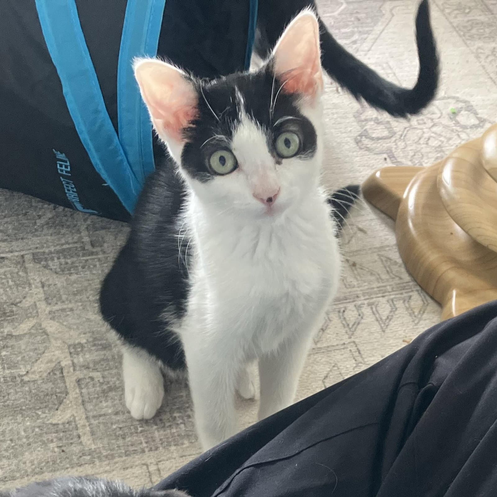 Huntress - female kitten