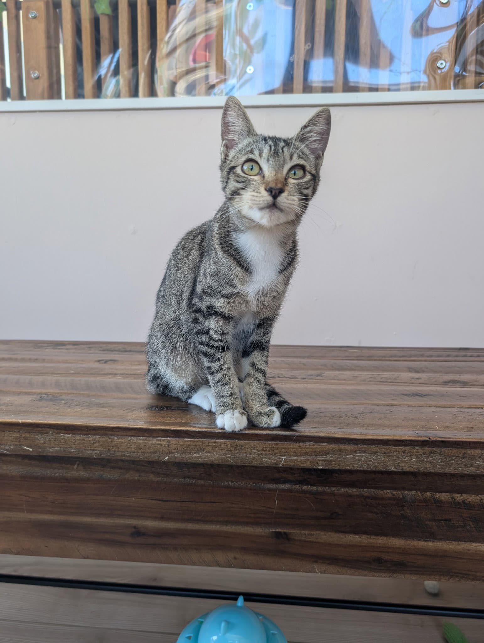 Camilla - teen female kitten