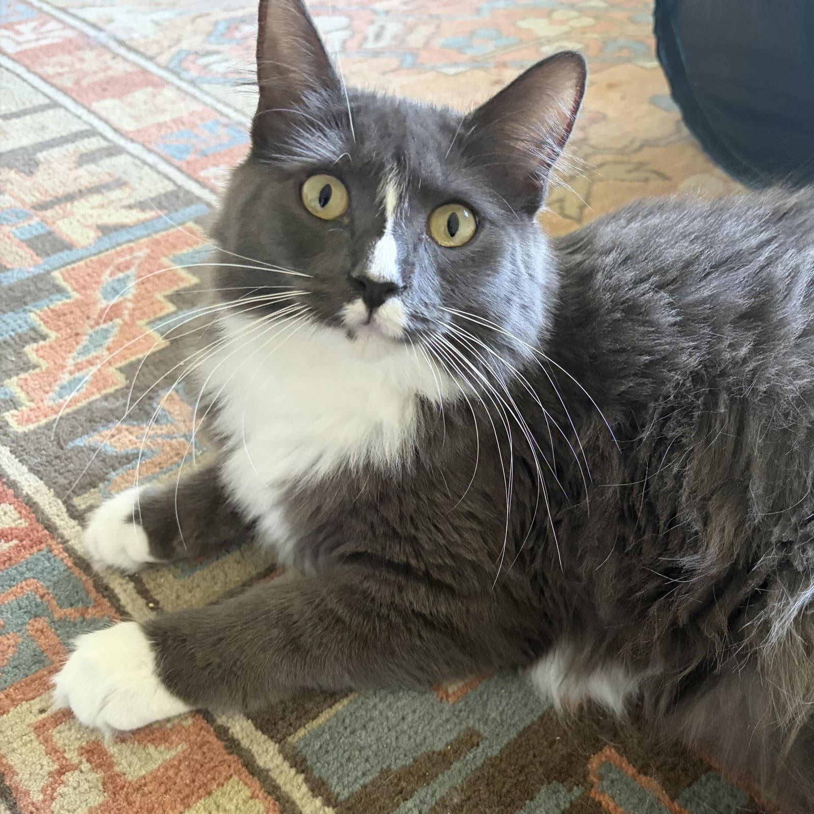 Atlas & Athena - bonded teen siblings