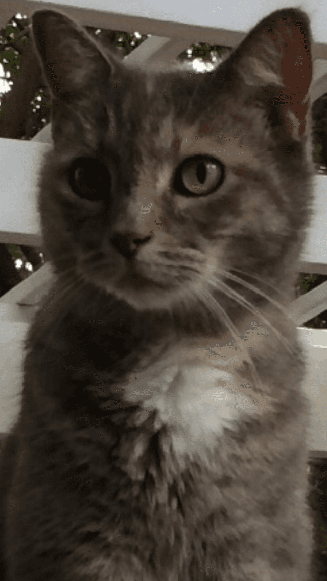 Kitty