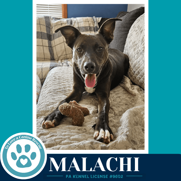 Malachi (Anabelle-Solomon Pup) 020726