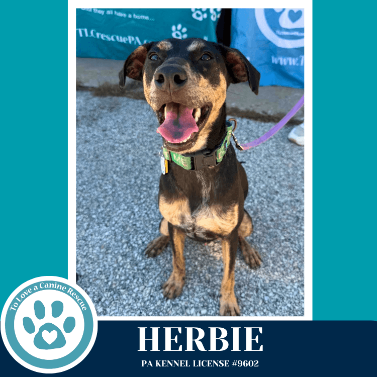 Herbie 041826