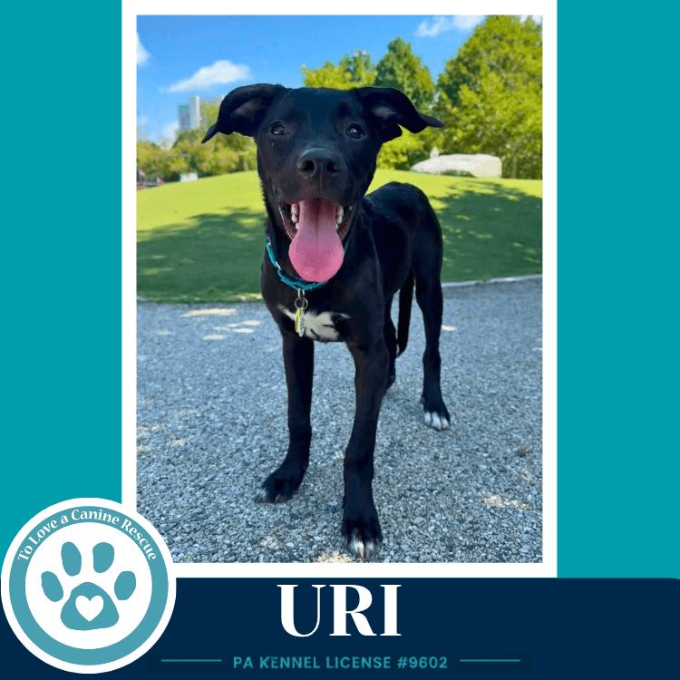 Uri (Xena's Planetary Pups) 062026
