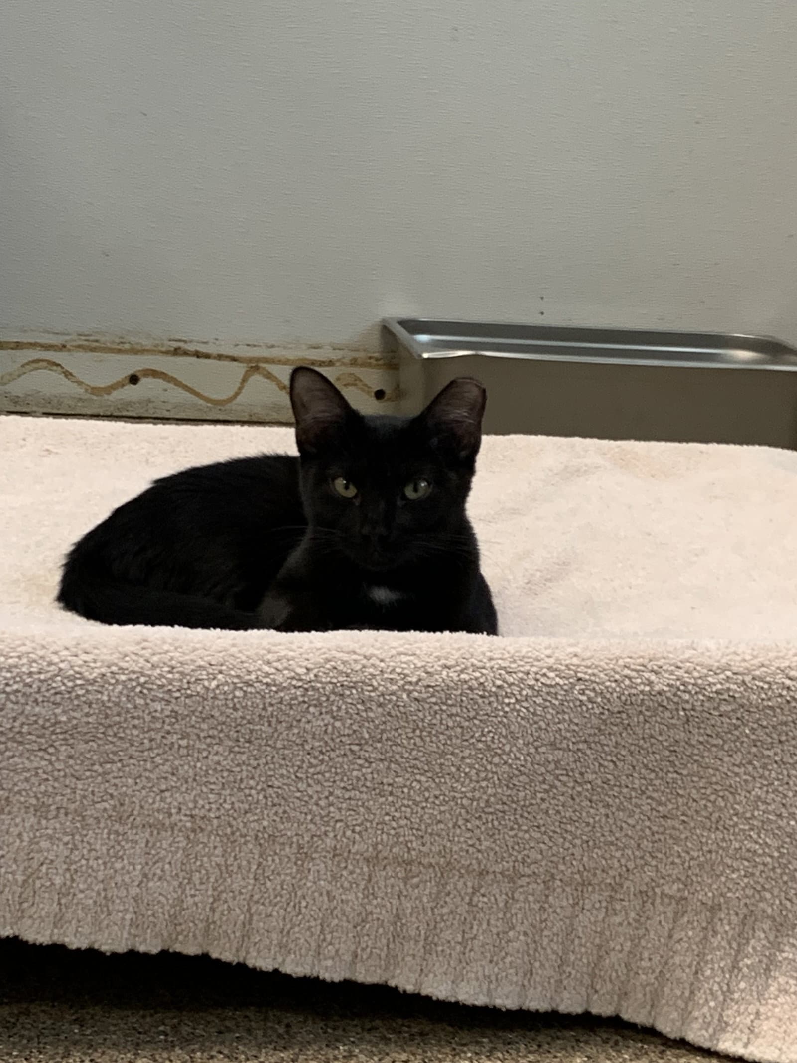 Blackie