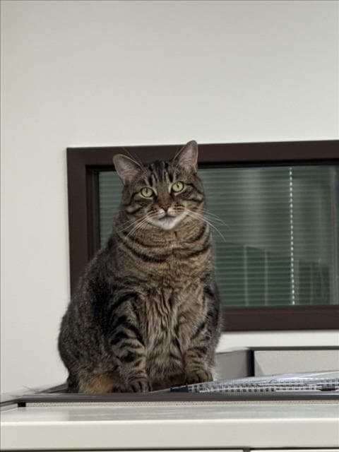 Kira