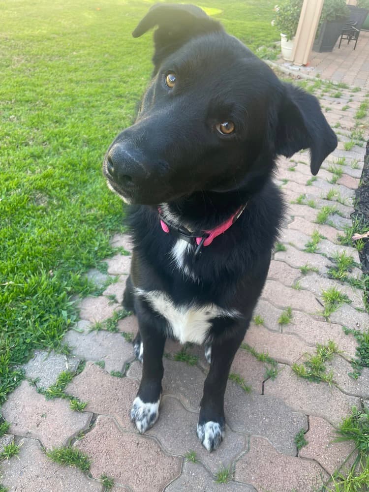 Pup Pup