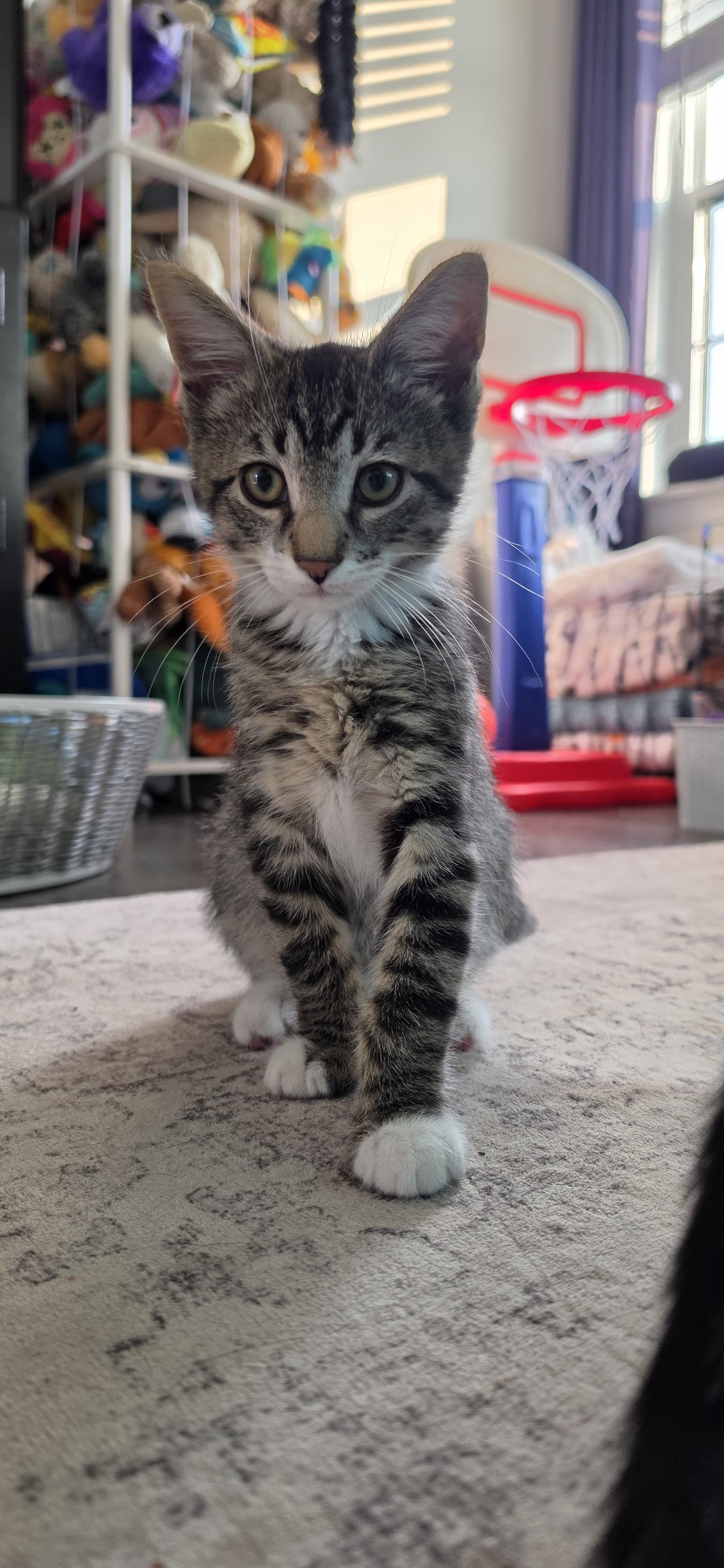 Rocky