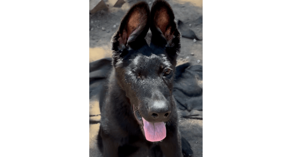 Alastor