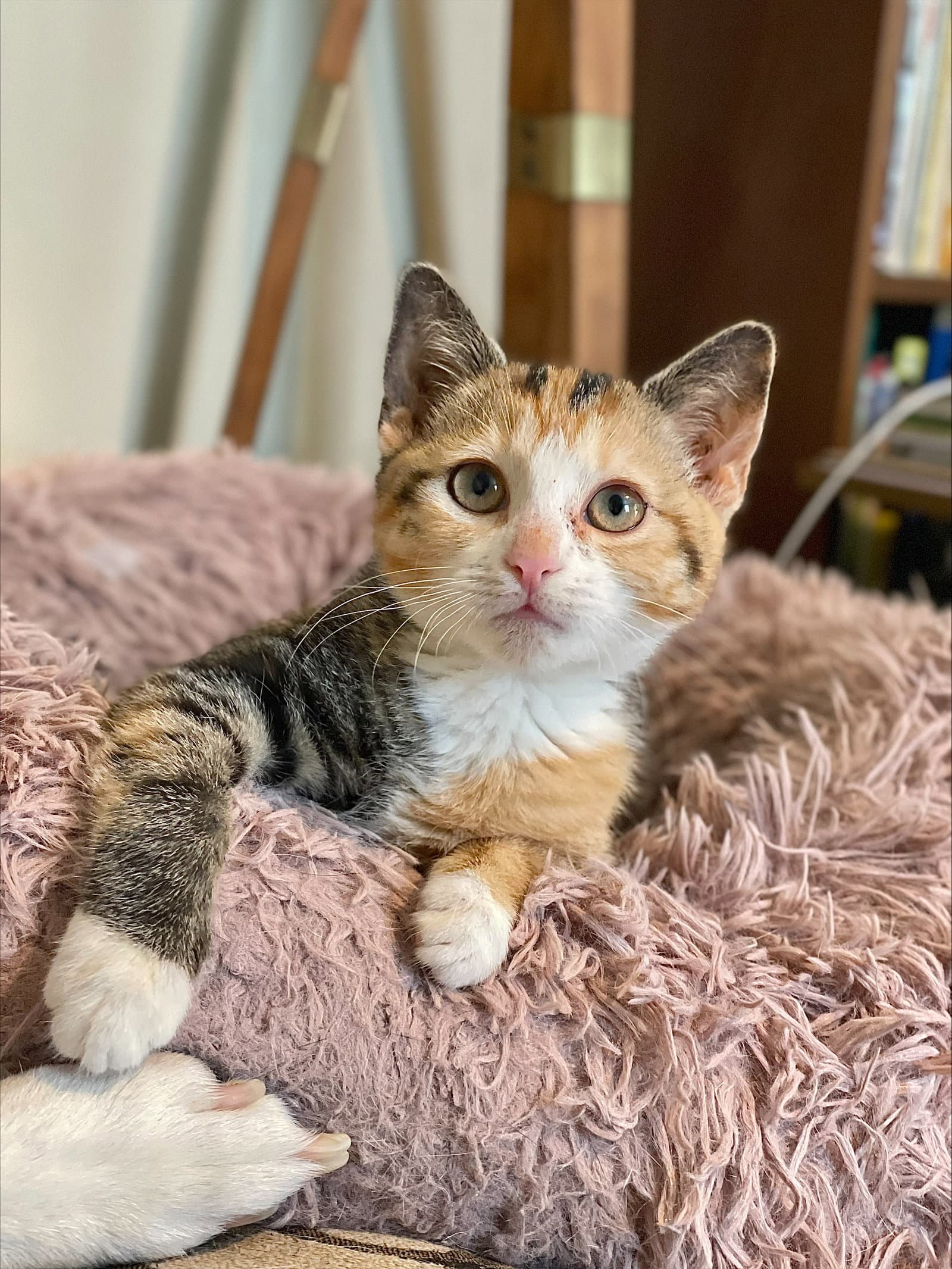 Elsa