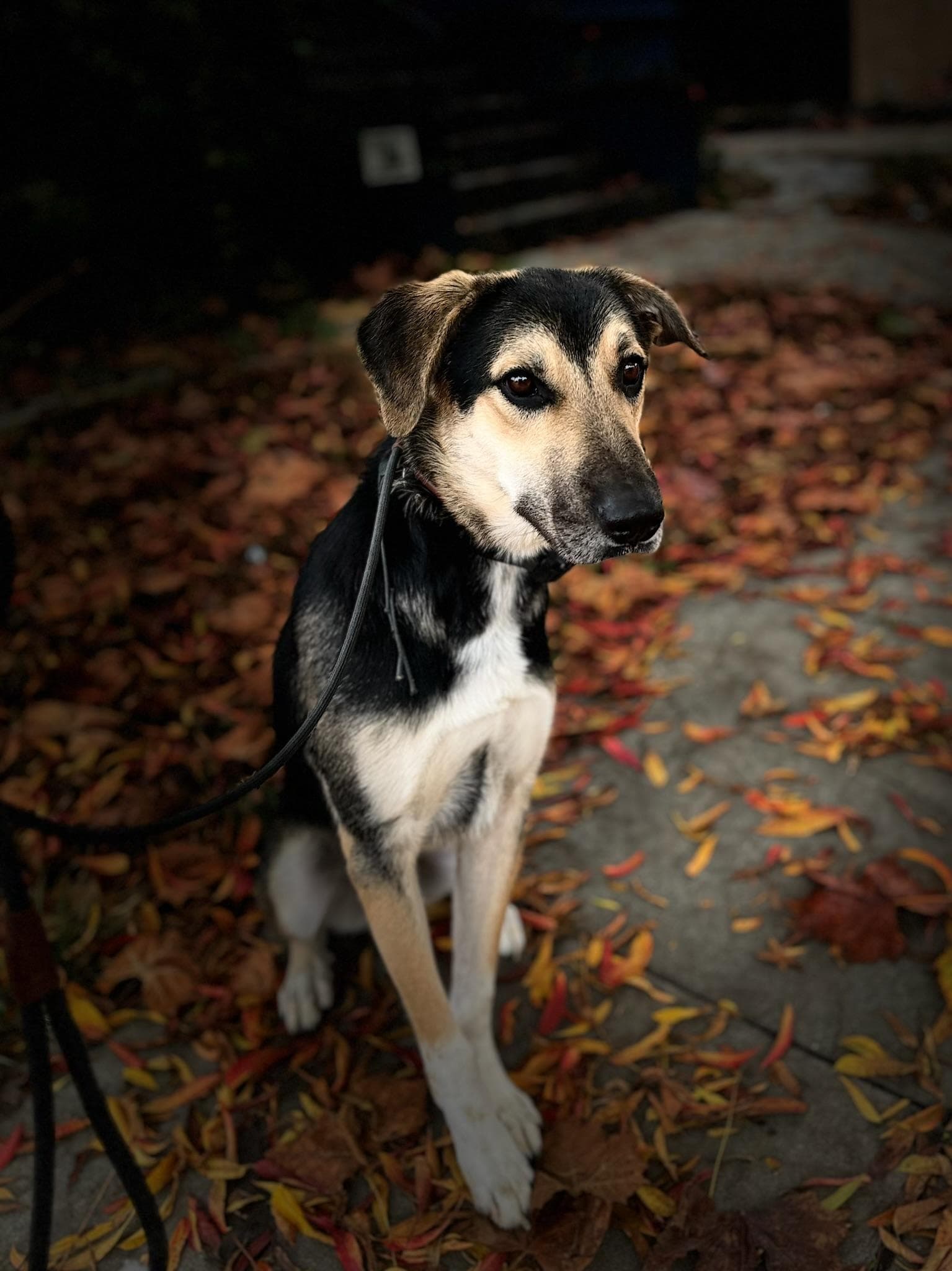 Jude