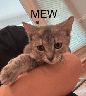 Mew