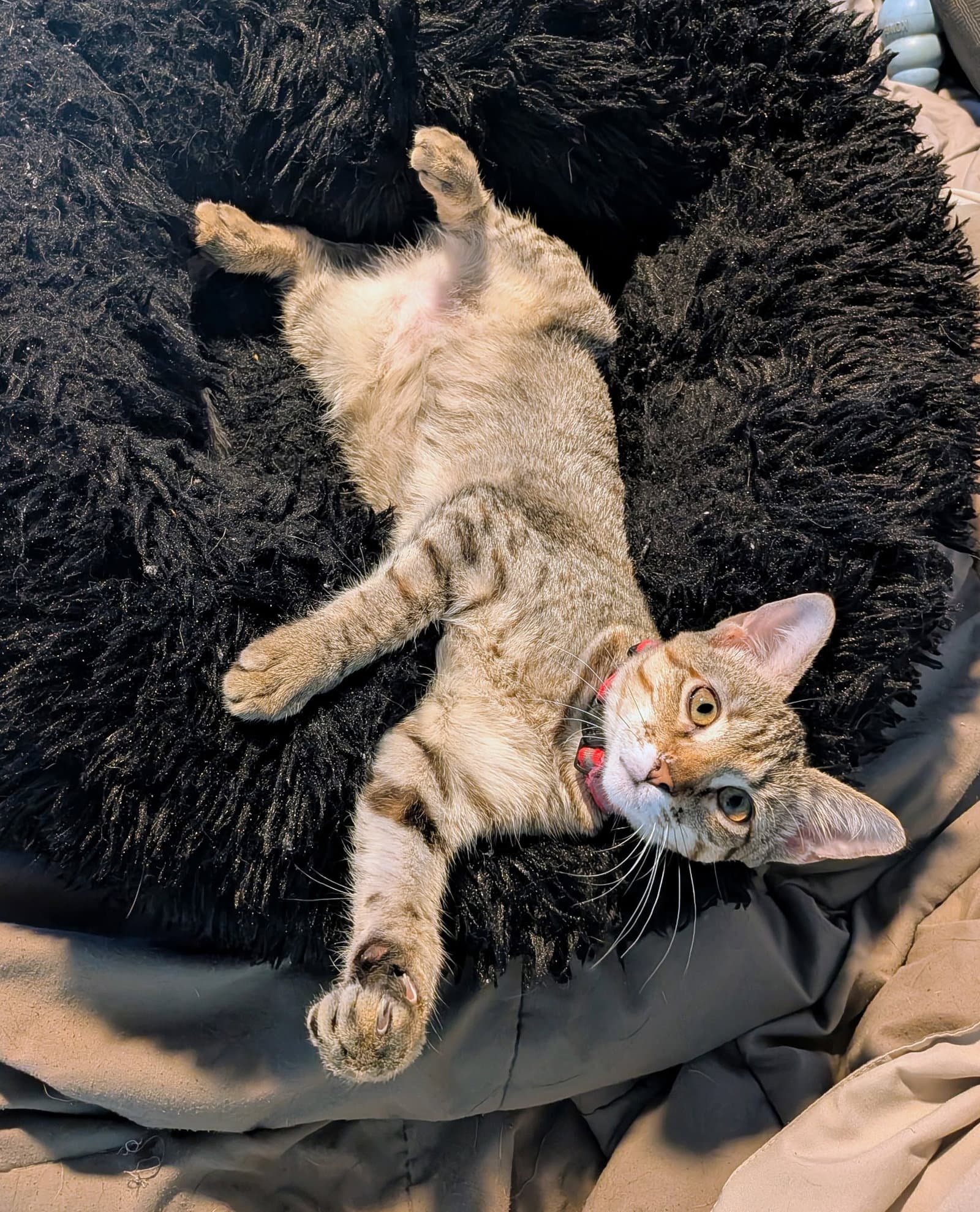 Indica