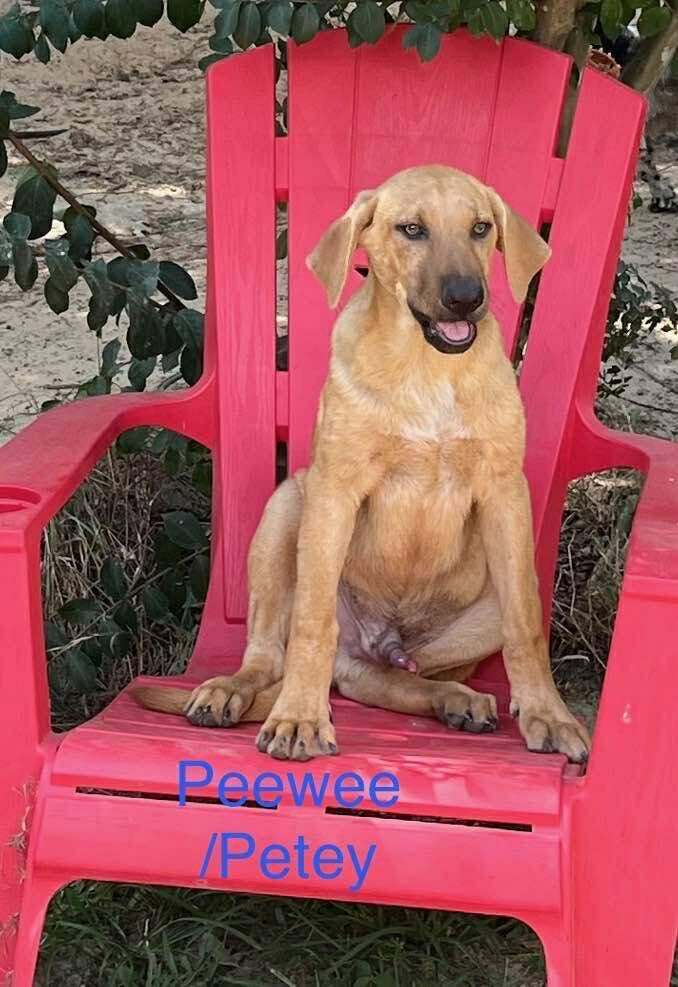 PeeWee/Peetie