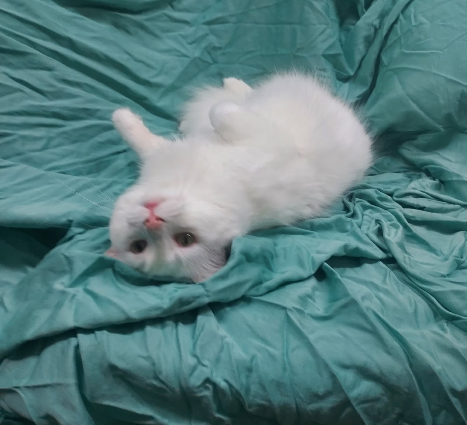Snowball