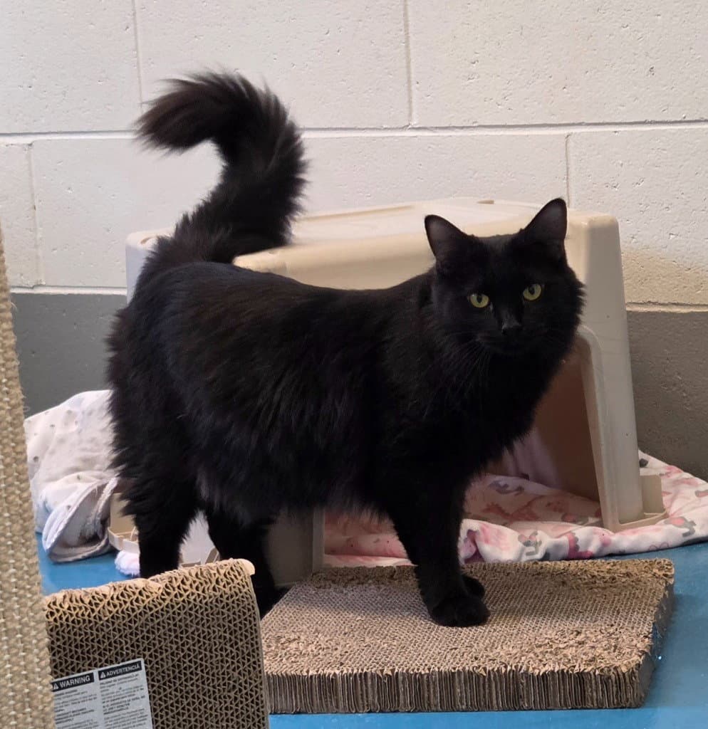 Salem