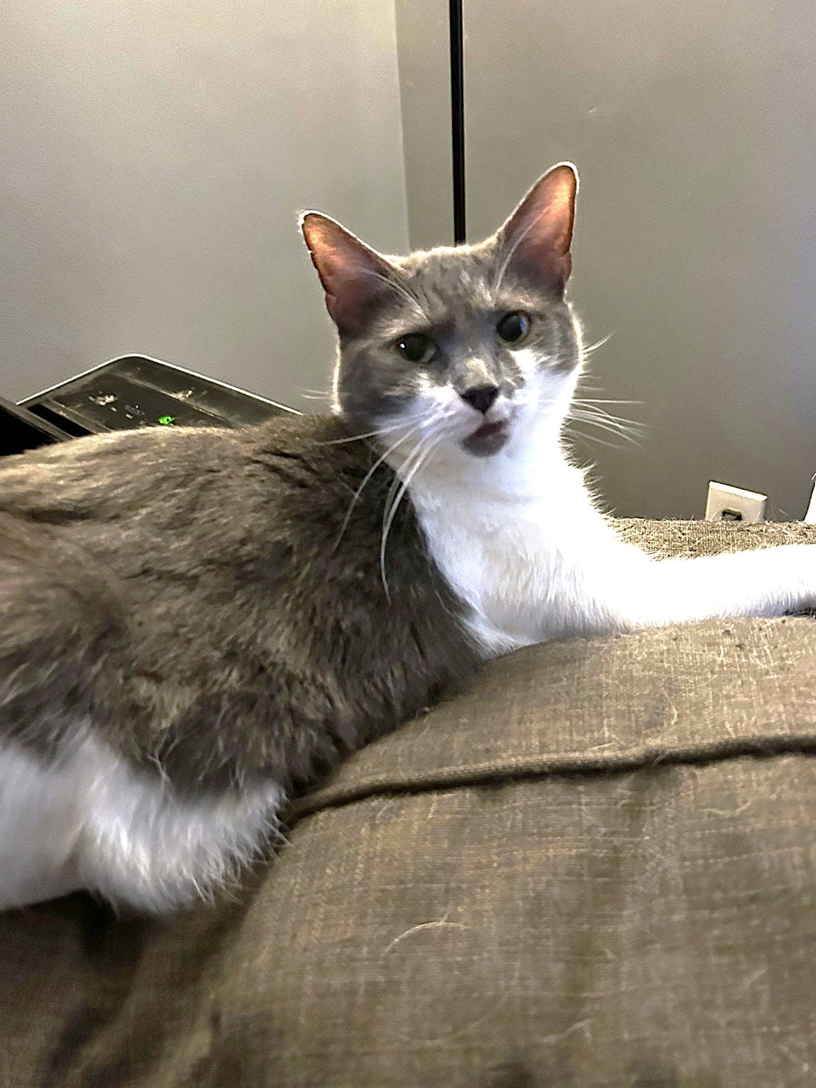Millie C Hill