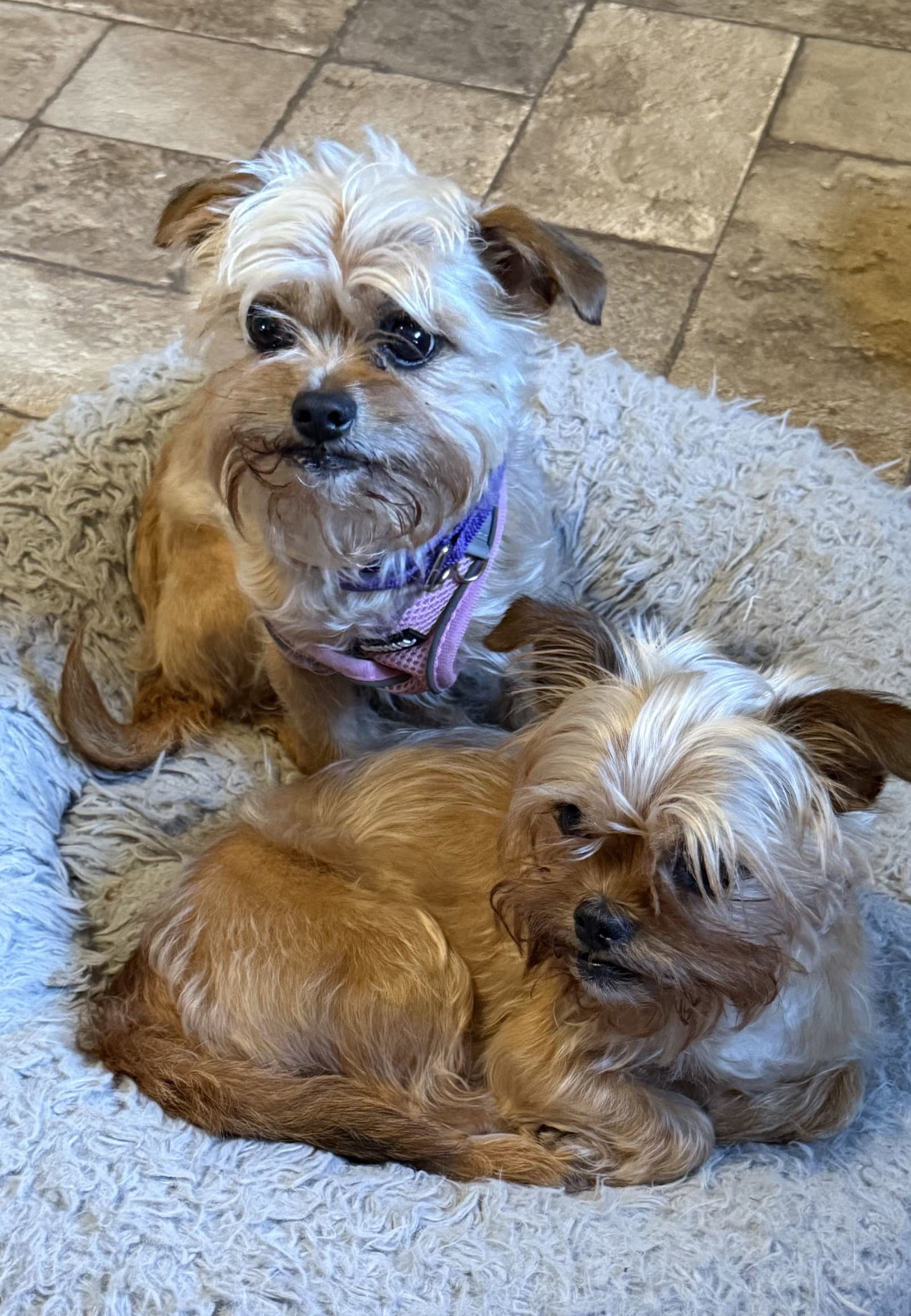 Baby & Bae Bae Gatlin Bonded Pair