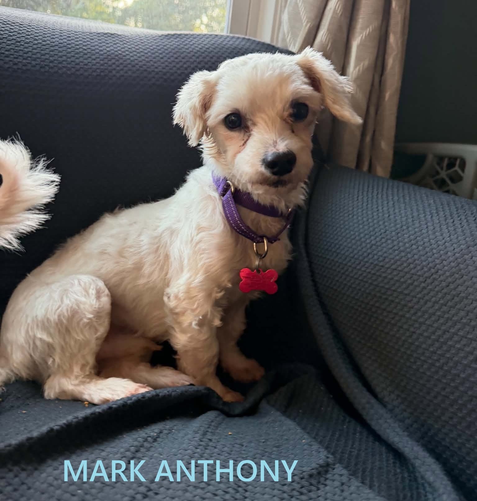 Mark Anthony Wright