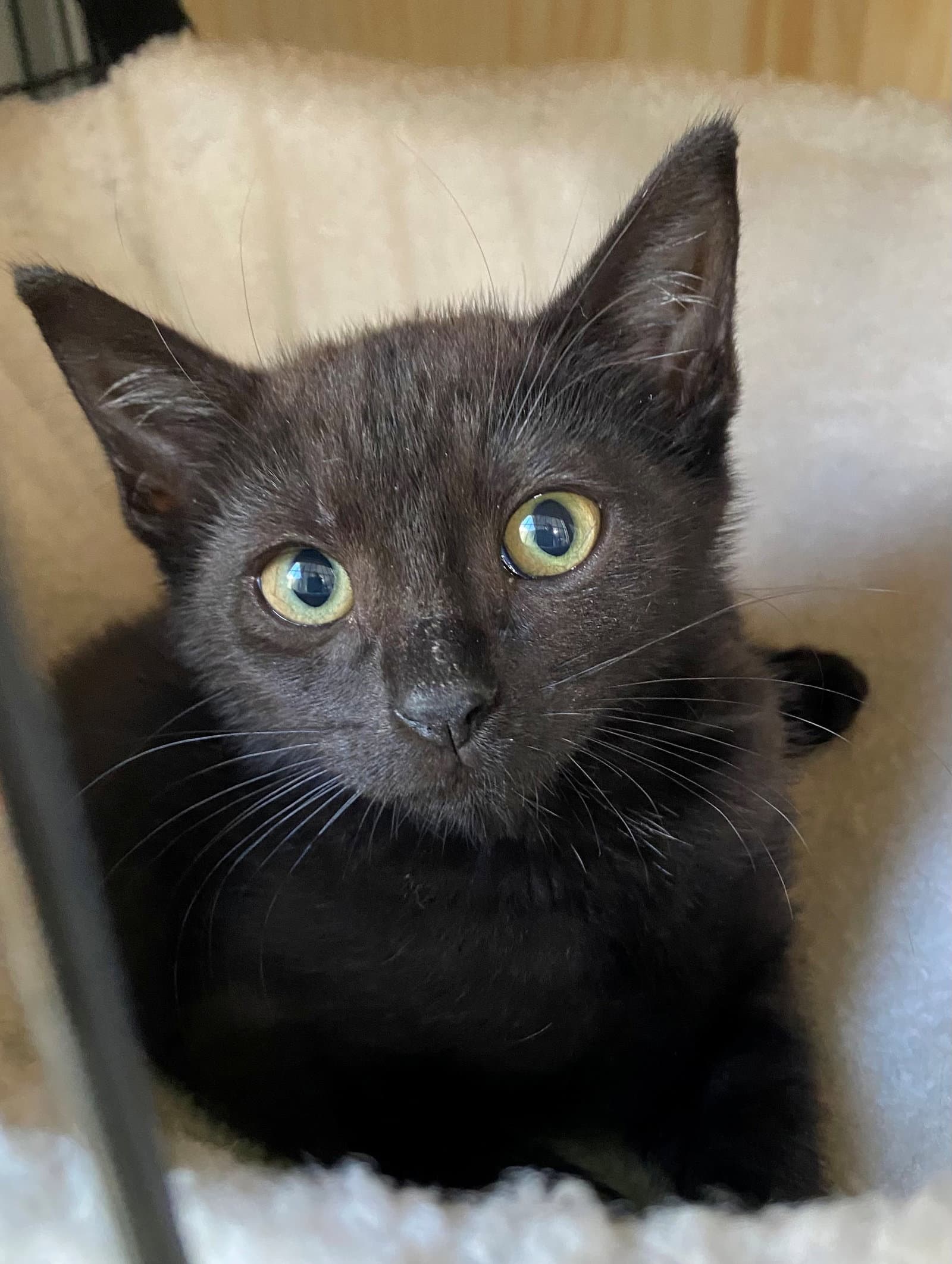Bellatrix