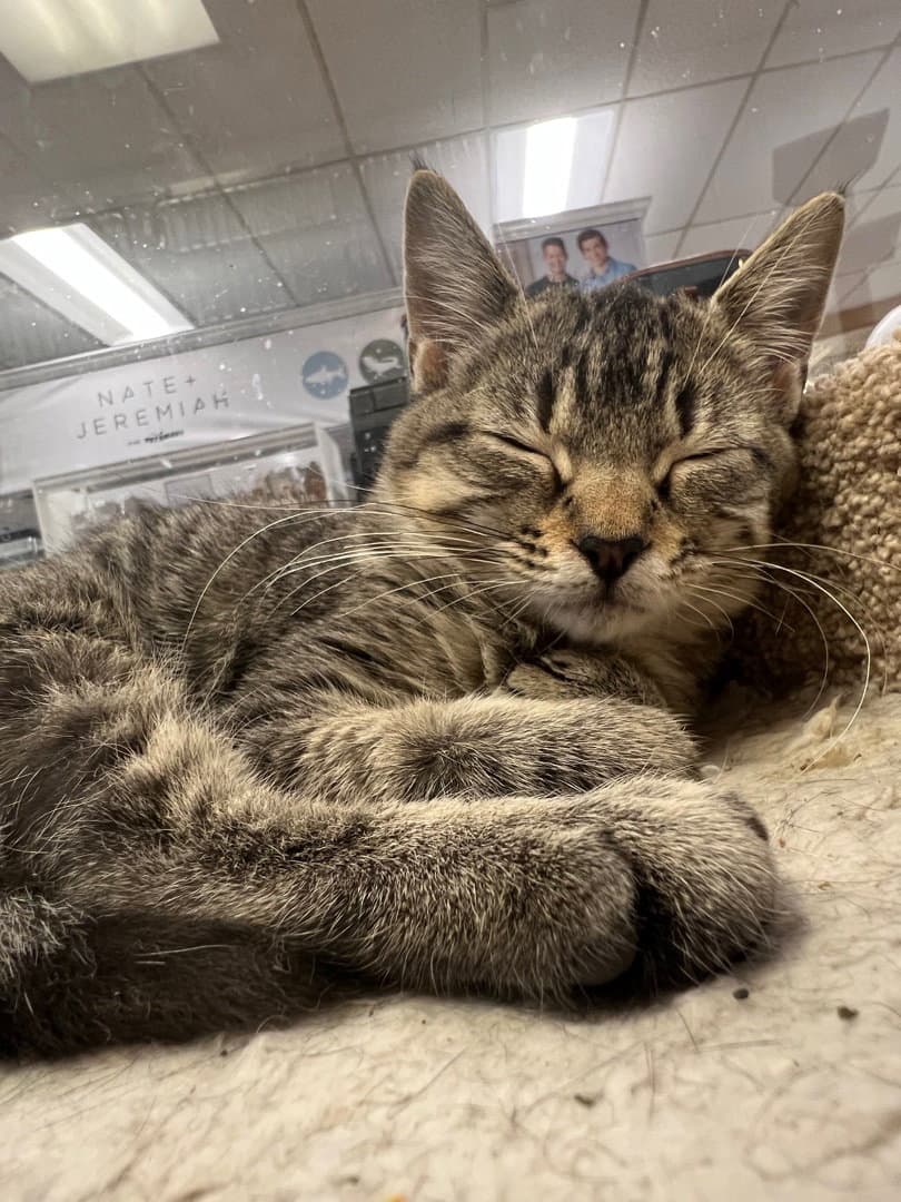 Moppet