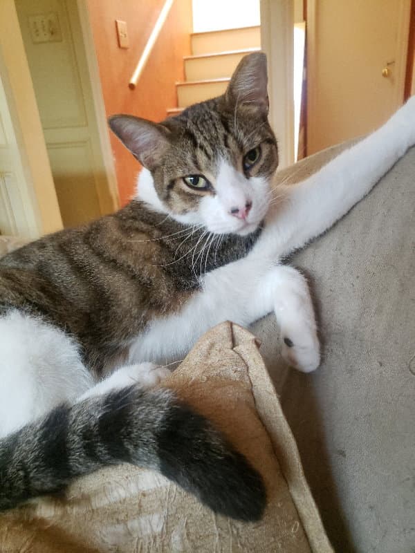 Nelson
