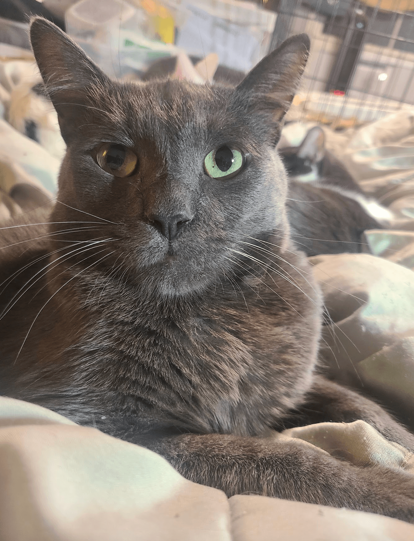 Whiskey