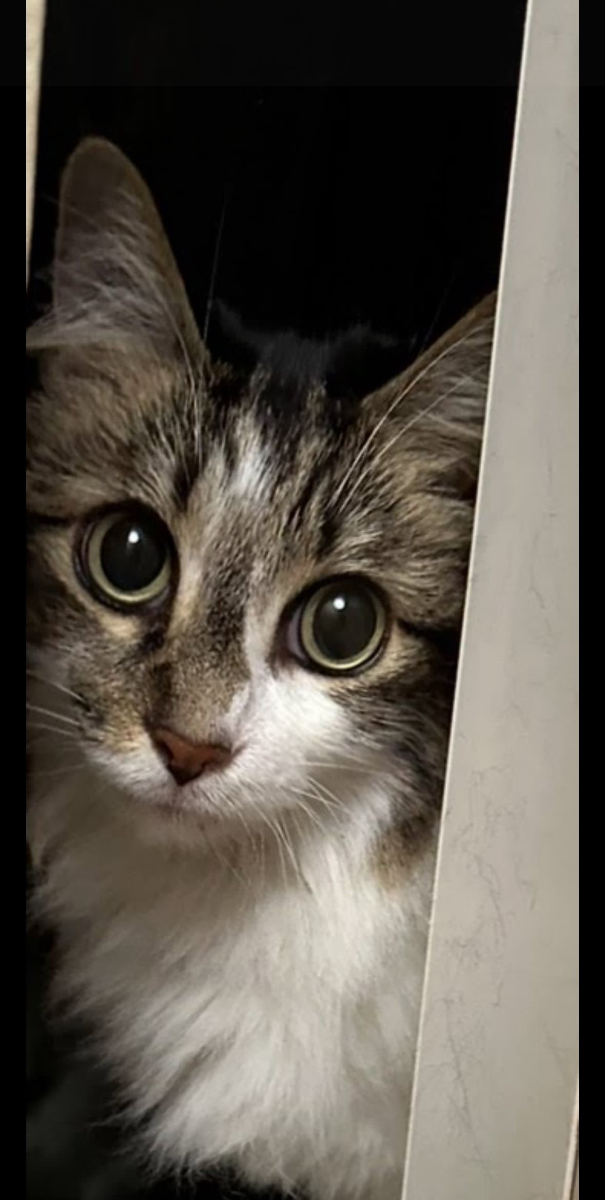 Darla
