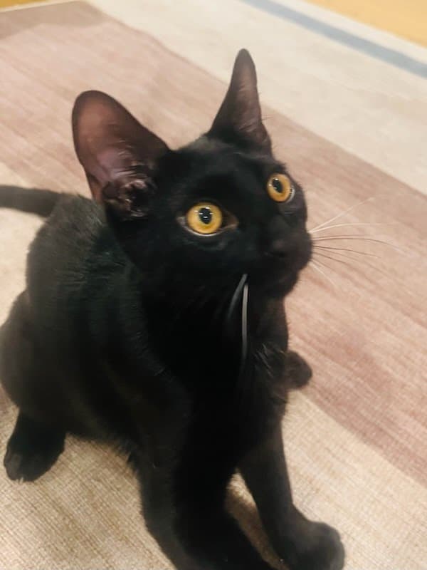 Elvis Purressley