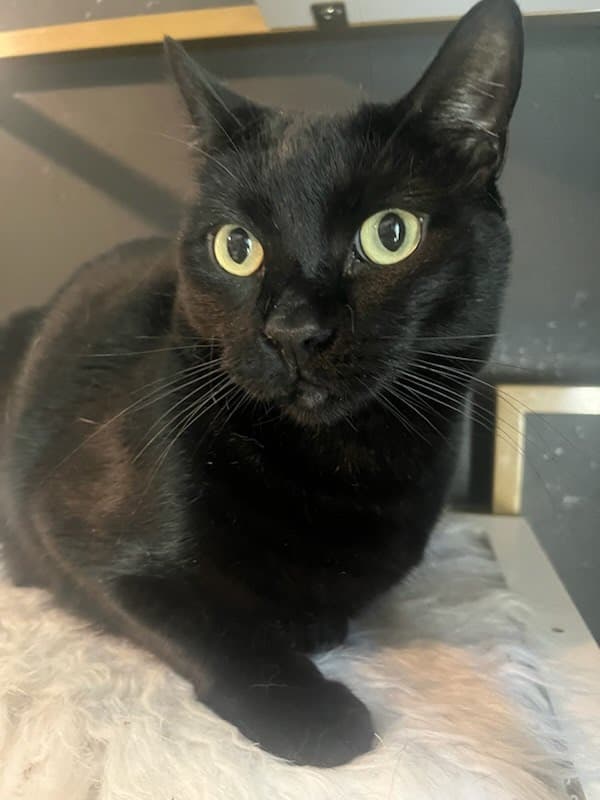 Otis