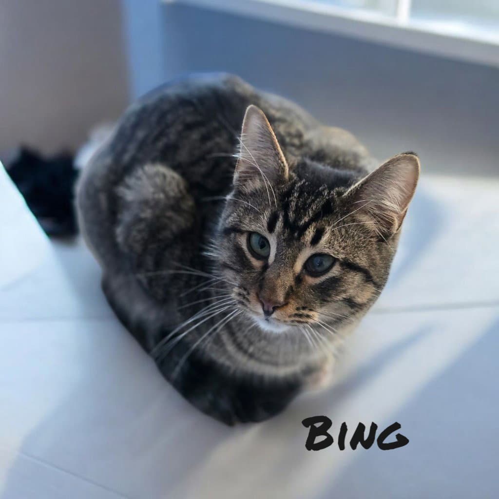 Bing