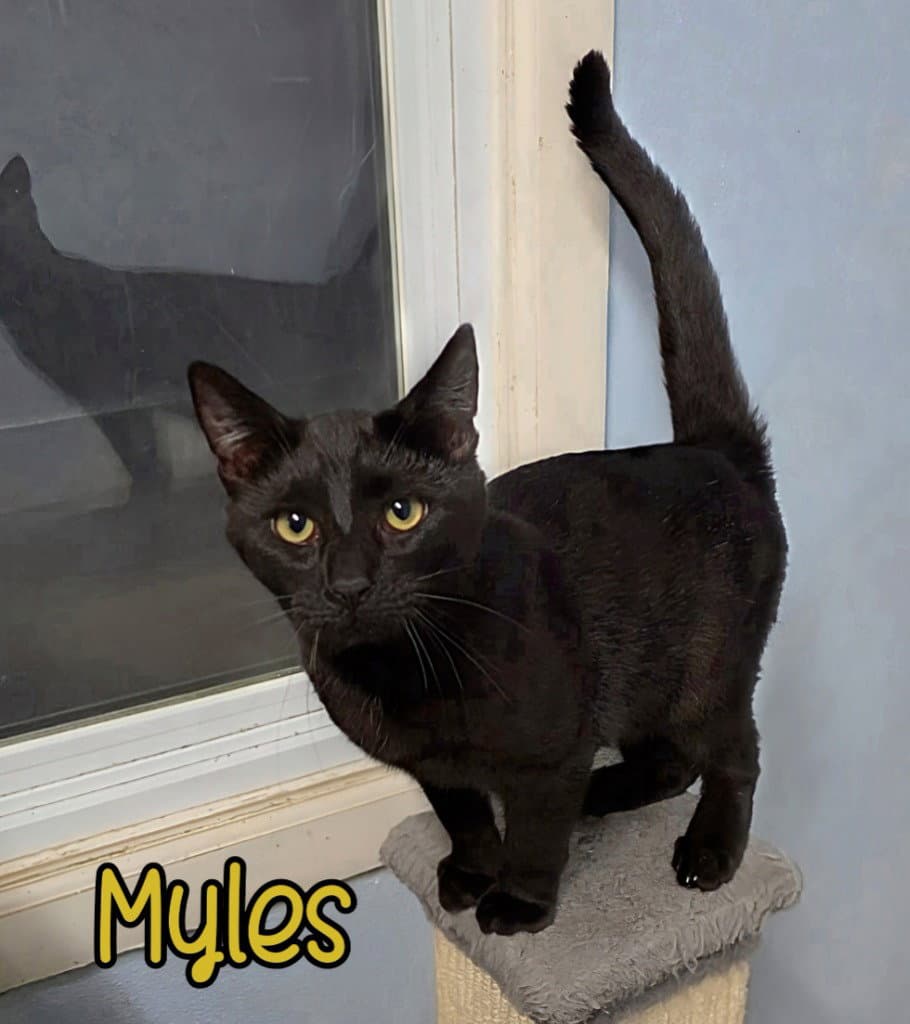 Myles