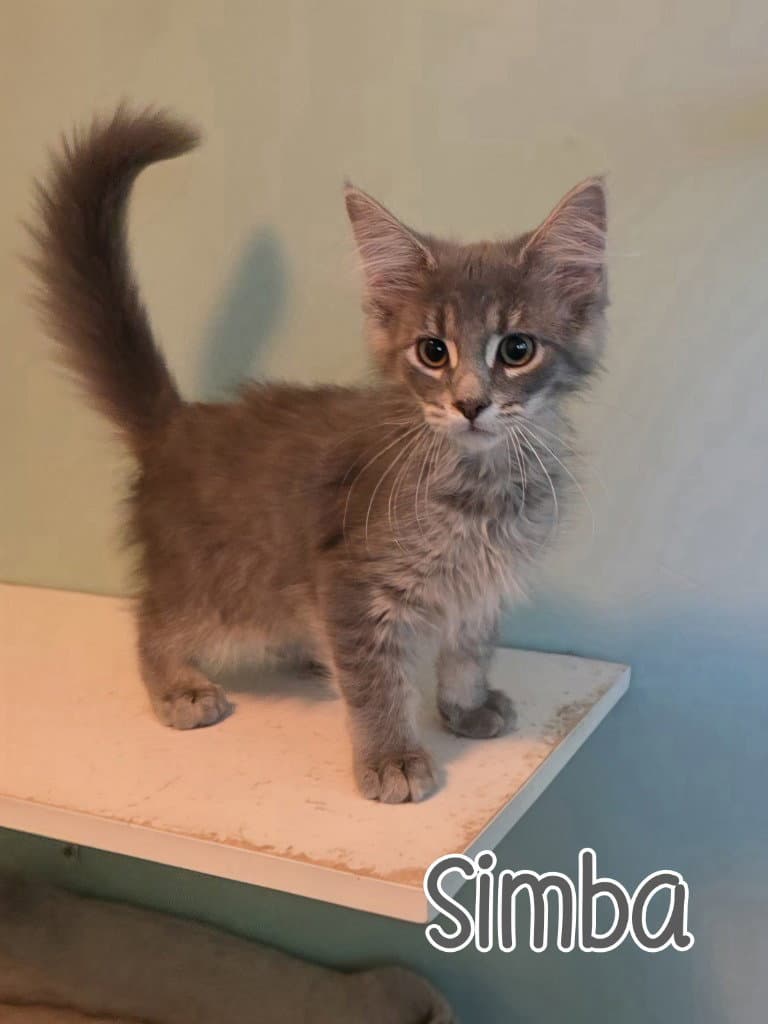 Simba