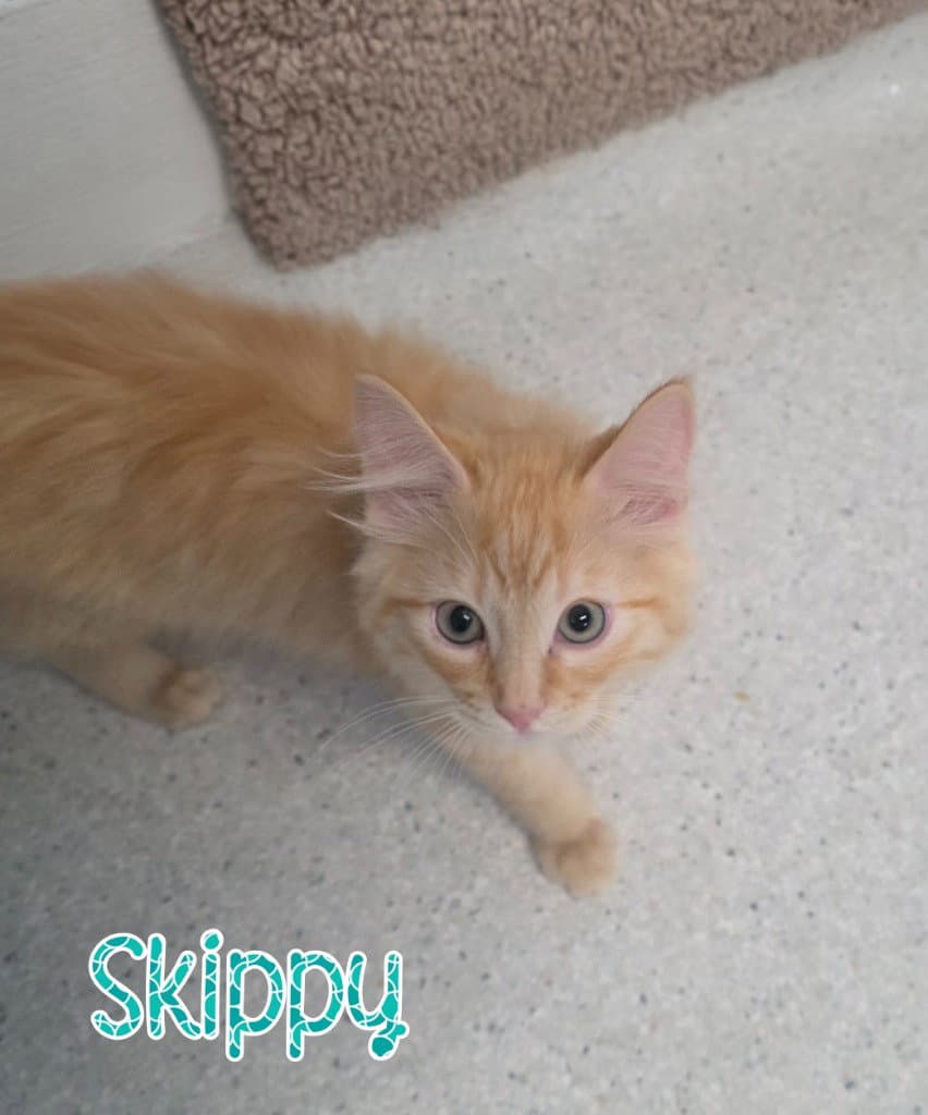 Skippy