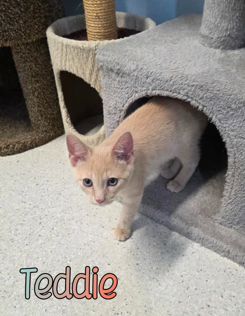 Teddie