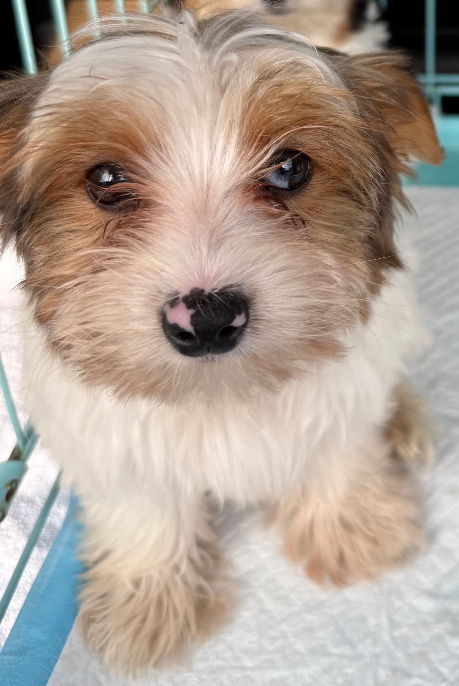 Cocoberry Yorkie Hypoallergenic
