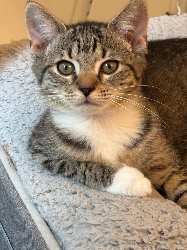 Madison