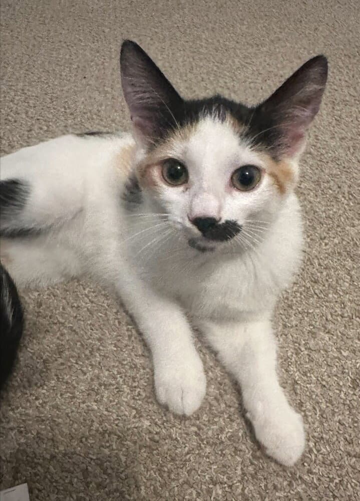 Half Stache