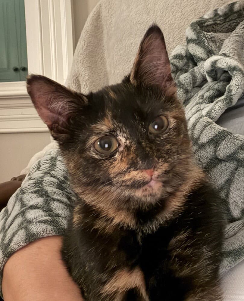 Pebbles