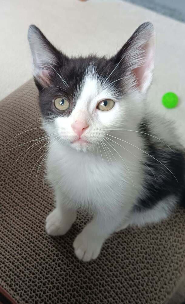 Jelly Bean