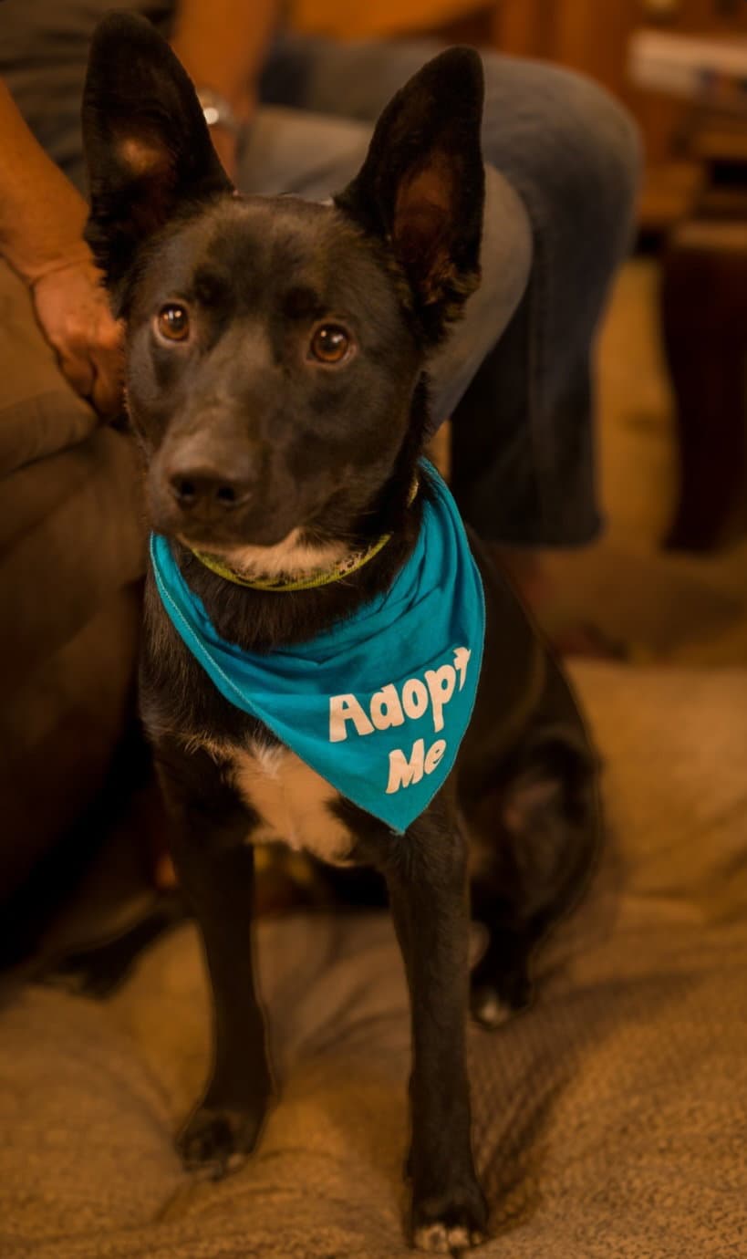 Bowie