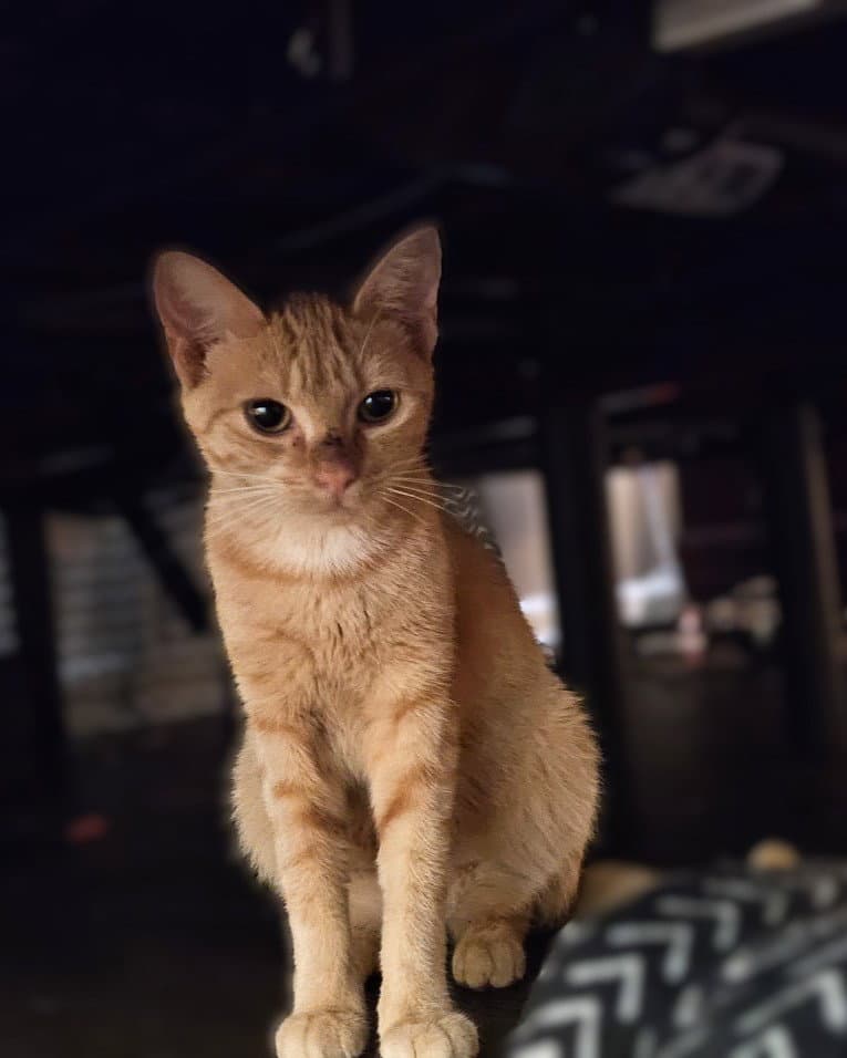 Pumpkin