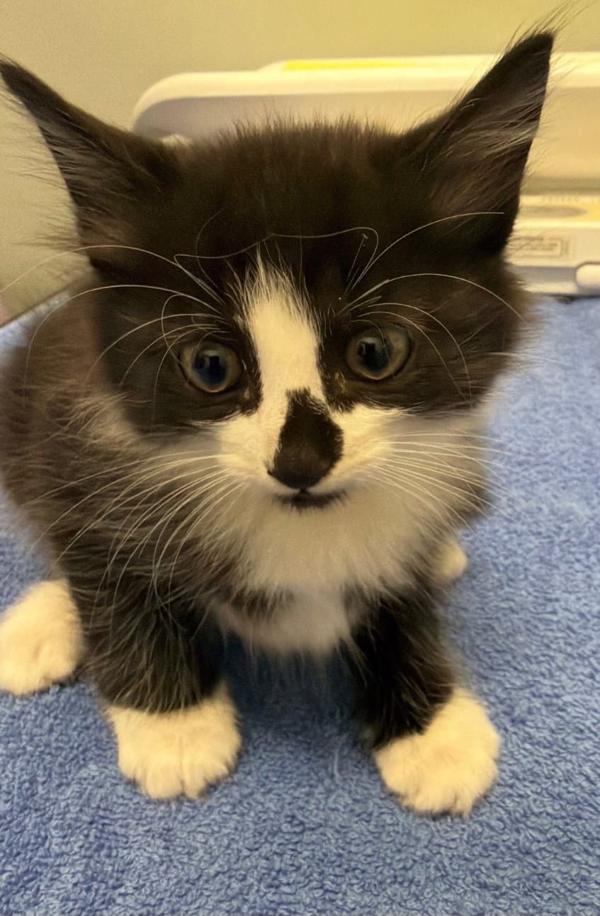 Mittens