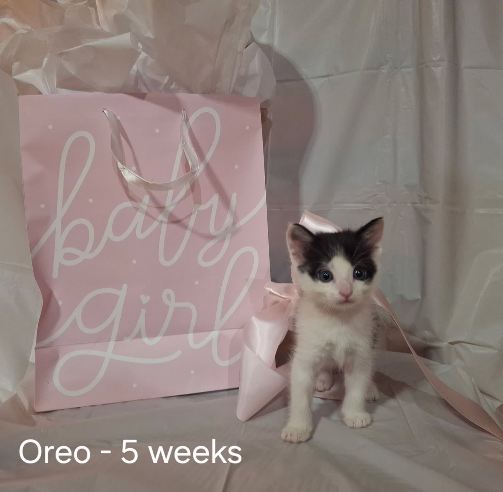 Oreo