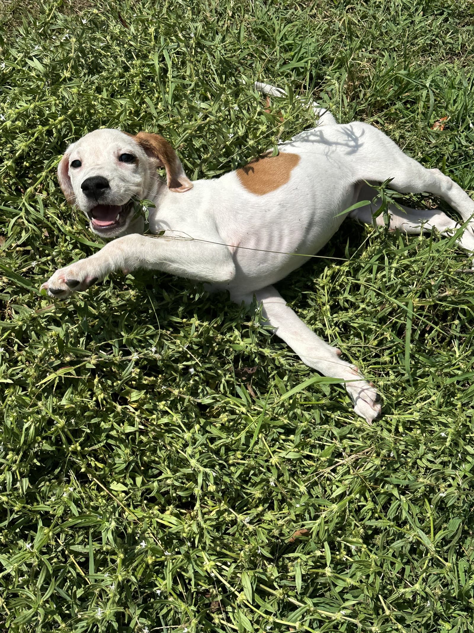 Brutus